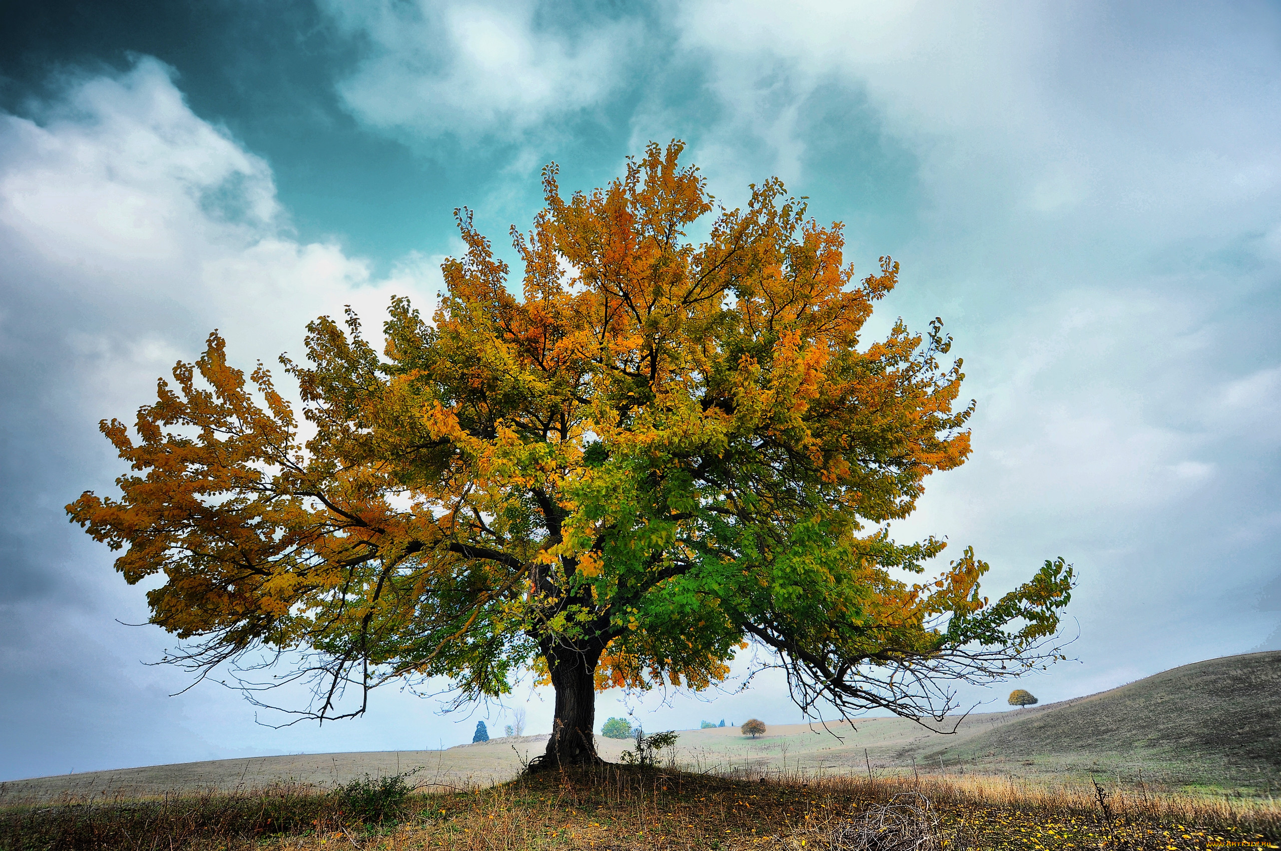 Flying tree. Таворский дуб. Раскидистая крона дуб. Тамаловое дерево. Вяз ясень осенью.